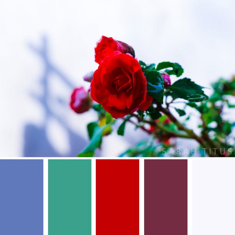 24 Best Flower-Inspired Color Palettes - Sarah Titus